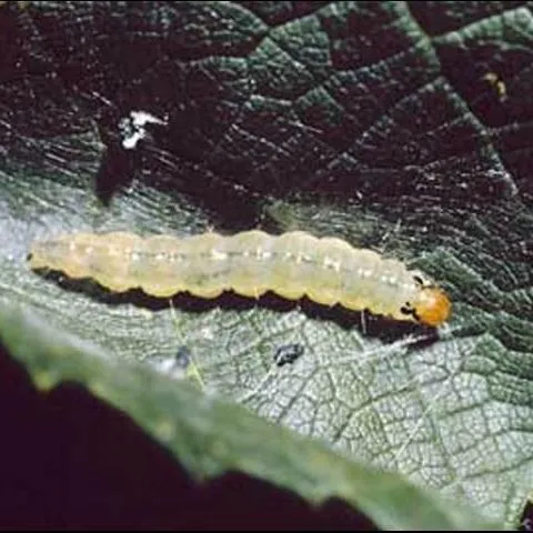 thumbnail for publication: Grape Leaffolder, Desmia funeralis (Hübner) (Insecta: Lepidoptera: Crambidae)
